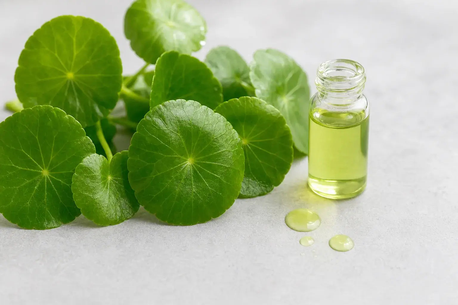 Centella Asiatica Extract